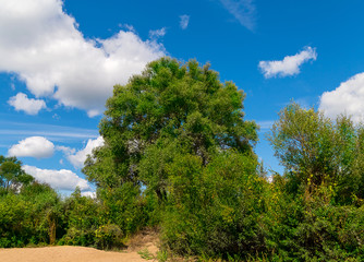 Landscape on a sandy beach covered with bushes grass in the center of a tree on a sunny afternoon