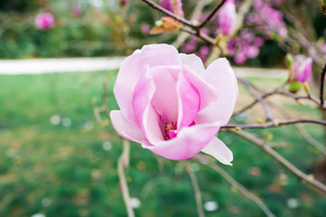 Blooming purple magnolia in park. Spring background