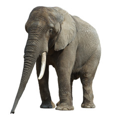 Obraz na płótnie Canvas Elefant-2