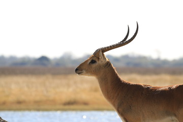 Red Lechwe, Botswana