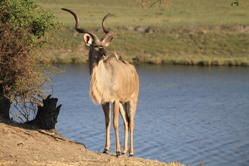 Male Kudu, Botwana