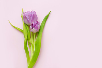 Purple tulips on a light pink background
