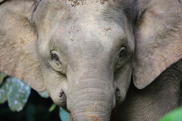 Fototapeta premium Słoń Borneo (Elephas maximus bomeensls) w Sabah na Borneo