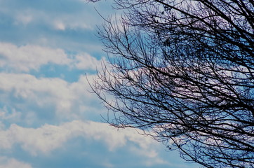 冬の空と落葉樹