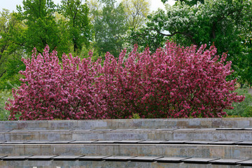 Background. Blooming apple trees Nedzewski in the park.