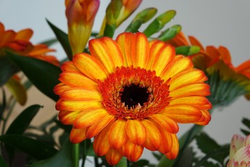 Fototapeta premium gerbera