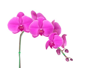 Naklejka na ściany i meble Beautiful orchid isolated on white background