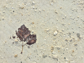 Feuille d'érable plane sur le sol