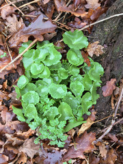 Plante comestible, Nombril de vénus