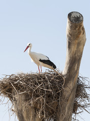 Stork standing in nest in a tree