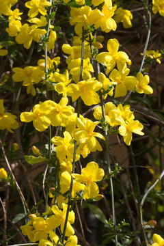 Fiori di ginestra 