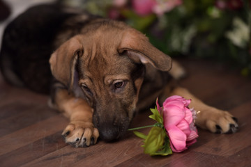Cute puppy lying on the floor with flowers