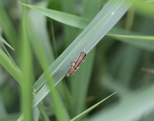 grasshopper