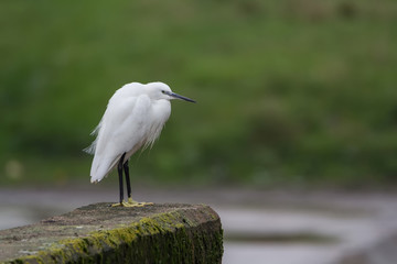 Little Egret in the city. Exeter
