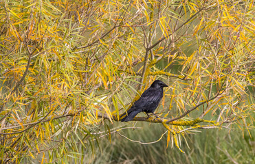 Black raven sits on a branch of a bush. Autumn. Yellowed leaves.