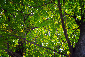 Fototapeta na wymiar Closeup green leaves background, filtered