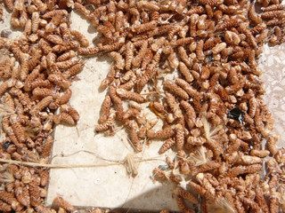 Brown seedpods on ground