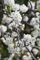 Fiori di ciliegio