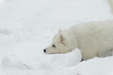 Samoyed puppy in winter