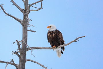 Bald eagle