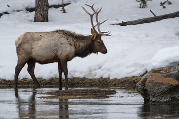 Elk, or Wapiti