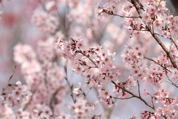 東海桜