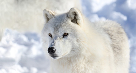 portrait du loup arctique