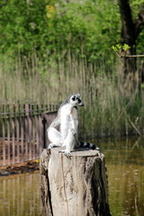 Katta