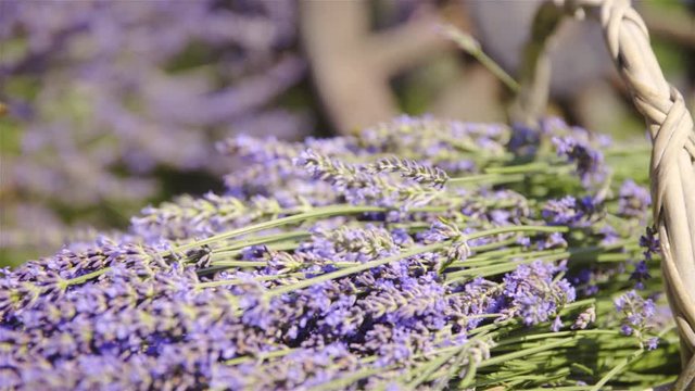 Dolly slide over harvested lavender flower closeup 4K
