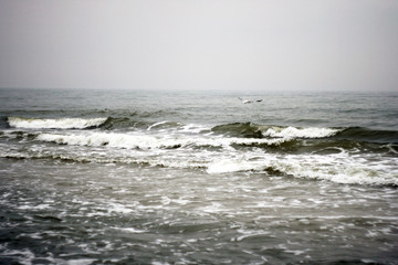 Seagull flying over sea