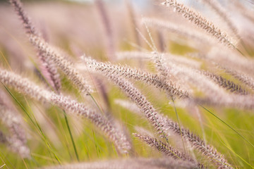 Alpine meadow