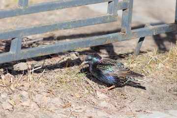 Portrait of the starling
