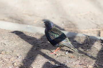 starling on the ground closeup
