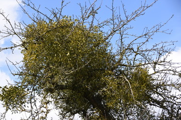 Misteln am Baum