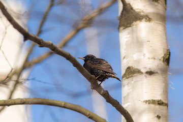Starling on a birch branch