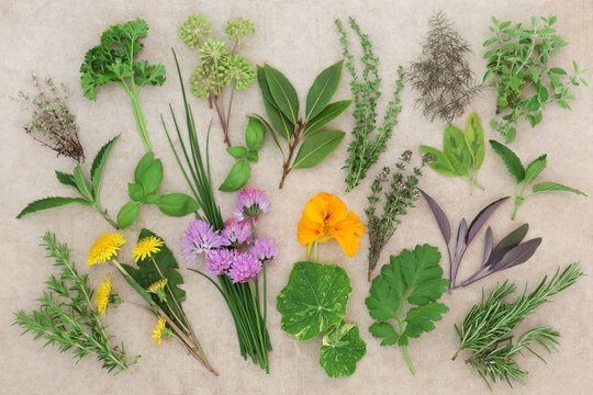Fresh Herb Food Sampler on hemp paper background. Herbs also used in natural herbal medicine.