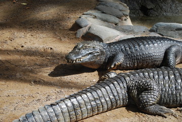 Crocodile (Caiman crocodilus) adult on the sand.