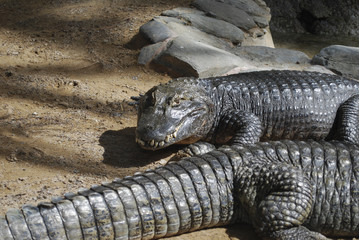Crocodile (Caiman crocodilus) adult on the sand.