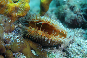 European prickly cockle clam © aquapix