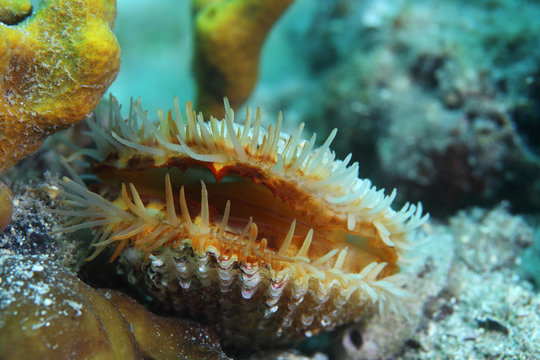 European prickly cockle clam