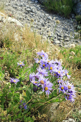 Wild purple flowers of Crimea