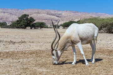 Curved horned antelope Addax (Addax nasomaculatus) is a wild native species of the Sahara desert...