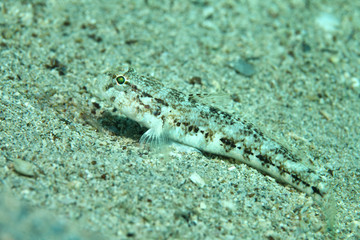 Slender goby fish