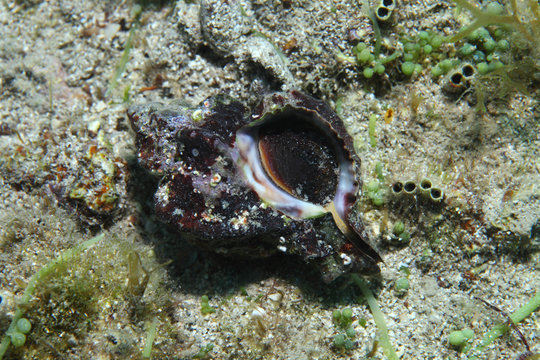 Sea snail