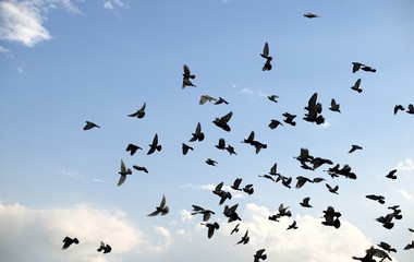 Pigeons flying in the sky