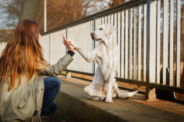 weißer labrador retriever hund und junge frau geben sich ein High Five zum Begrüßen