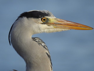 Heron head close-up
