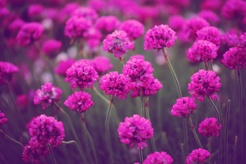 purple flowers.