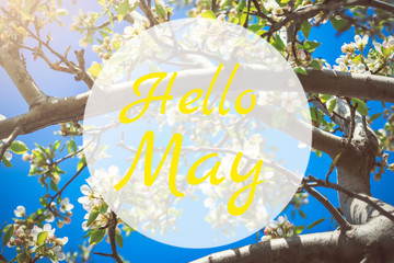 Hello May greeting card with blooming white apple tree flowers © Maria Shchipakina