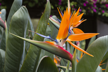 Strelitzia Flowers in Tenerife, Spain